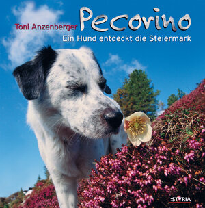 Pecorino, Ein Hund entdeckt die Steiermark