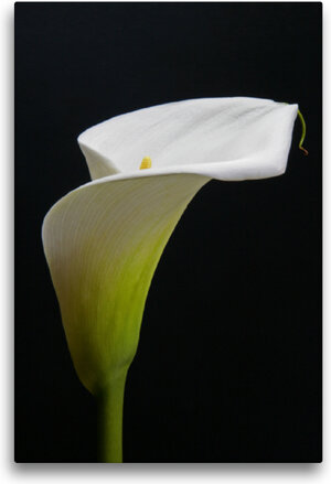 Buchcover Premium Textil-Leinwand 50 x 75 cm Hoch-Format Weiße Calla vor schwarzem Hintergrund | Wandbild, HD-Bild auf Keilrahmen, Fertigbild auf hochwertigem Vlies, Leinwanddruck von Gisela Kruse  | EAN 4064076458741 | ISBN 4064076458741 | ISBN 4064076458741