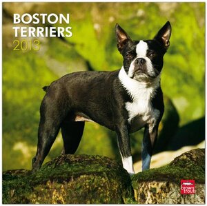 Buchcover Boston Terriers 2013  | EAN 9781421697710 | ISBN 1-4216-9771-8 | ISBN 978-1-4216-9771-0