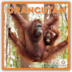 Buchcover Orangutan – Orang-Utan – 2022 | EAN 9781529816938 | ISBN 1-5298-1693-9 | ISBN 978-1-5298-1693-8