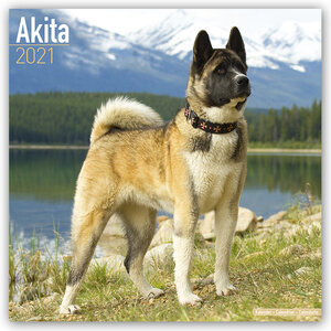 Buchcover Akitas 2021 - 16-Monatskalender  | EAN 9781785808326 | ISBN 1-78580-832-X | ISBN 978-1-78580-832-6