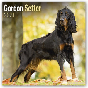 Buchcover Gordon Setter 2021  | EAN 9781785808845 | ISBN 1-78580-884-2 | ISBN 978-1-78580-884-5