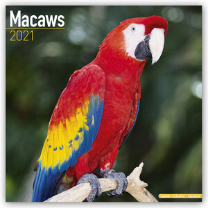 Buchcover Macaws – Ara-Papageien – Aras 2021  | EAN 9781785809606 | ISBN 1-78580-960-1 | ISBN 978-1-78580-960-6