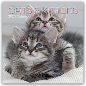 Buchcover Cats and Kittens – Katzen und Kätzchen 2025 – 16-Monatskalender  | EAN 9781837889747 | ISBN 1-83788-974-0 | ISBN 978-1-83788-974-7