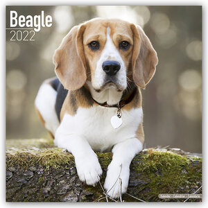 Buchcover Beagle 2022 - 16-Monatskalender  | EAN 9781839411311 | ISBN 1-83941-131-7 | ISBN 978-1-83941-131-1