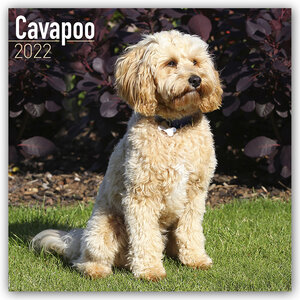 Buchcover Cavapoo – Cavoodle 2022  | EAN 9781839411496 | ISBN 1-83941-149-X | ISBN 978-1-83941-149-6