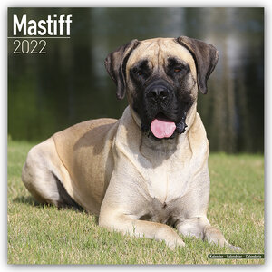 Buchcover Mastiff 2022 - 16-Monatskalender  | EAN 9781839411908 | ISBN 1-83941-190-2 | ISBN 978-1-83941-190-8