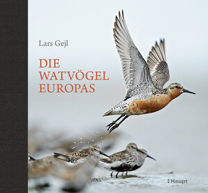 Buchcover Die Watvögel Europas | Lars Gejl | EAN 9783258080215 | ISBN 3-258-08021-6 | ISBN 978-3-258-08021-5