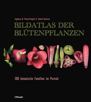 Buchcover Bildatlas der Blütenpflanzen | Ingeborg M. Niesler | EAN 9783258080239 | ISBN 3-258-08023-2 | ISBN 978-3-258-08023-9