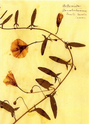 Buchcover Herbarium Postkartenset | Rosa Luxemburg | EAN 9783320023409 | ISBN 3-320-02340-3 | ISBN 978-3-320-02340-9