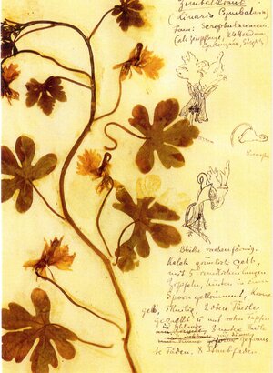 Buchcover Herbarium Postkartenset | Rosa Luxemburg | EAN 9783320023423 | ISBN 3-320-02342-X | ISBN 978-3-320-02342-3