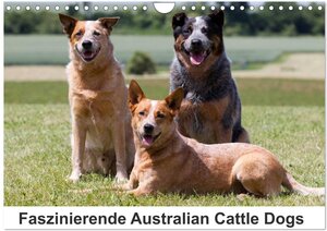 Buchcover Faszinierende Australian Cattle Dogs (Wandkalender 2024 DIN A4 quer), CALVENDO Monatskalender | Fotodesign Verena Scholze | EAN 9783383501838 | ISBN 3-383-50183-3 | ISBN 978-3-383-50183-8