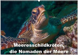 Buchcover Meeresschildkröten, die Nomaden der Meere (Wandkalender 2024 DIN A2 quer), CALVENDO Monatskalender | Dieter Gödecke | EAN 9783383557569 | ISBN 3-383-55756-1 | ISBN 978-3-383-55756-9