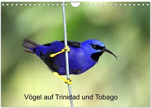 Buchcover Vögel auf Trinidad und Tobago (Wandkalender 2024 DIN A4 quer), CALVENDO Monatskalender | Dr. W. Brüchle, Weiterstadt | EAN 9783383605512 | ISBN 3-383-60551-5 | ISBN 978-3-383-60551-2