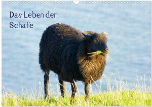 Buchcover Das Leben der Schafe (Wandkalender 2024 DIN A3 quer), CALVENDO Monatskalender | kattobello kattobello | EAN 9783383624834 | ISBN 3-383-62483-8 | ISBN 978-3-383-62483-4
