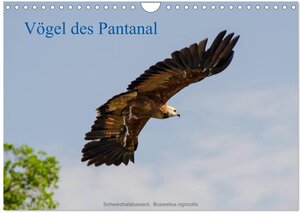 Buchcover Vögel des Pantanal (Wandkalender 2024 DIN A4 quer), CALVENDO Monatskalender | Jürgen Wöhlke | EAN 9783383636530 | ISBN 3-383-63653-4 | ISBN 978-3-383-63653-0