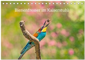 Buchcover Bienenfresser im Kaiserstuhl (Tischkalender 2024 DIN A5 quer), CALVENDO Monatskalender | Ruth Namuth | EAN 9783383665035 | ISBN 3-383-66503-8 | ISBN 978-3-383-66503-5