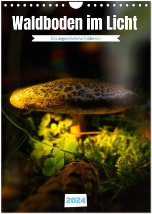 Buchcover Waldboden im Licht (Wandkalender 2024 DIN A4 hoch), CALVENDO Monatskalender | Torsten Irmer | EAN 9783383740619 | ISBN 3-383-74061-7 | ISBN 978-3-383-74061-9