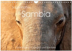 Buchcover Sagenhaftes Sambia - Unterwegs an Luangwa und Sambesi (Wandkalender 2025 DIN A4 quer), CALVENDO Monatskalender | Markus Leithold | EAN 9783435087242 | ISBN 3-435-08724-2 | ISBN 978-3-435-08724-2