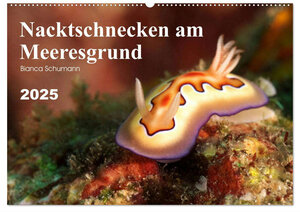Buchcover Nacktschnecken am Meeresgrund (Wandkalender 2025 DIN A2 quer), CALVENDO Monatskalender | Bianca Schumann | EAN 9783435111602 | ISBN 3-435-11160-7 | ISBN 978-3-435-11160-2