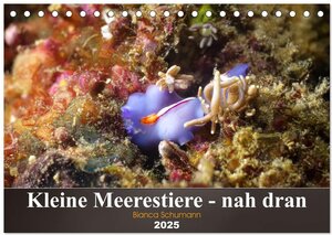 Buchcover Kleine Meerestiere - nah dran (Tischkalender 2025 DIN A5 quer), CALVENDO Monatskalender | Bianca Schumann | EAN 9783435111732 | ISBN 3-435-11173-9 | ISBN 978-3-435-11173-2