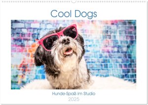 Buchcover Cool Dogs - Hunde-Spaß im Studio (Wandkalender 2025 DIN A2 quer), CALVENDO Monatskalender | Sonja Teßen | EAN 9783435213337 | ISBN 3-435-21333-7 | ISBN 978-3-435-21333-7
