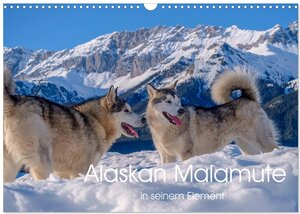 Buchcover Alaskan Malamute in seinem Element (Wandkalender 2025 DIN A3 quer), CALVENDO Monatskalender | Wuffclick-pic Wuffclick-pic | EAN 9783435214303 | ISBN 3-435-21430-9 | ISBN 978-3-435-21430-3