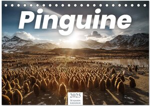 Buchcover Pinguine - Die sympathischen Frack-Träger (Tischkalender 2025 DIN A5 quer), CALVENDO Monatskalender | Benjamin Lederer | EAN 9783435235704 | ISBN 3-435-23570-5 | ISBN 978-3-435-23570-4