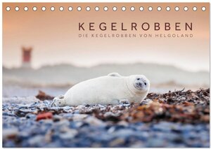 Buchcover Kegelrobben - Die Kegelrobben von Helgoland (Tischkalender 2025 DIN A5 quer), CALVENDO Monatskalender | Lain Jackson | EAN 9783435250912 | ISBN 3-435-25091-7 | ISBN 978-3-435-25091-2