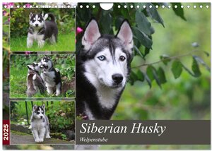 Buchcover Siberian Husky - Welpenstube (Wandkalender 2025 DIN A4 quer), CALVENDO Monatskalender | Barbara Mielewczyk | EAN 9783435256112 | ISBN 3-435-25611-7 | ISBN 978-3-435-25611-2