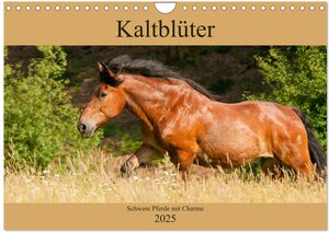 Buchcover Kaltblüter - Schwere Pferde mit Charme (Wandkalender 2025 DIN A4 quer), CALVENDO Monatskalender | Meike Bölts | EAN 9783435270958 | ISBN 3-435-27095-0 | ISBN 978-3-435-27095-8