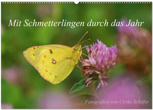 Buchcover Mit Schmetterlingen durch das Jahr (Wandkalender 2025 DIN A2 quer), CALVENDO Monatskalender | Ulrike Schäfer | EAN 9783435284177 | ISBN 3-435-28417-X | ISBN 978-3-435-28417-7