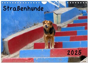 Buchcover Straßenhunde 2025 (Wandkalender 2025 DIN A4 quer), CALVENDO Monatskalender | Jochen Gerken | EAN 9783435342679 | ISBN 3-435-34267-6 | ISBN 978-3-435-34267-9