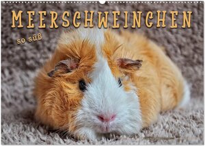 Buchcover Meerschweinchen - so süß (Wandkalender 2025 DIN A2 quer), CALVENDO Monatskalender | Peter Roder | EAN 9783435364572 | ISBN 3-435-36457-2 | ISBN 978-3-435-36457-2