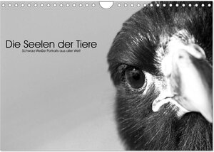 Buchcover Die Seelen der wilden Tiere (Wandkalender 2025 DIN A4 quer), CALVENDO Monatskalender | Rolf Skrypzak | EAN 9783435415137 | ISBN 3-435-41513-4 | ISBN 978-3-435-41513-7