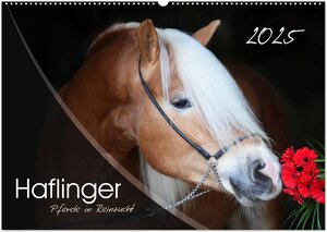 Buchcover Haflinger-Pferde in Reinzucht (Wandkalender 2025 DIN A2 quer), CALVENDO Monatskalender | Natural-Golden.de Natural-Golden.de | EAN 9783435504701 | ISBN 3-435-50470-6 | ISBN 978-3-435-50470-1