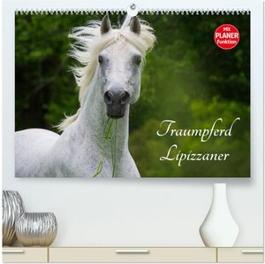 Buchcover Traumpferd Lipizzaner (hochwertiger Premium Wandkalender 2025 DIN A2 quer), Kunstdruck in Hochglanz | Sigrid Starick | EAN 9783435538775 | ISBN 3-435-53877-5 | ISBN 978-3-435-53877-5