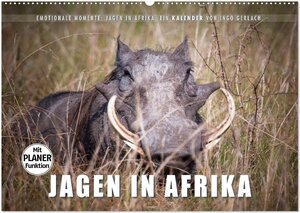 Buchcover Emotionale Momente: Jagen in Afrika. (Wandkalender 2025 DIN A2 quer), CALVENDO Monatskalender | Ingo Gerlach | EAN 9783435545308 | ISBN 3-435-54530-5 | ISBN 978-3-435-54530-8