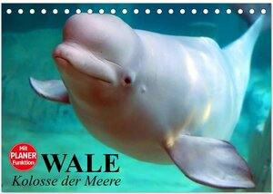 Buchcover Wale. Kolosse der Meere (Tischkalender 2025 DIN A5 quer), CALVENDO Monatskalender | Elisabeth Stanzer | EAN 9783435548095 | ISBN 3-435-54809-6 | ISBN 978-3-435-54809-5