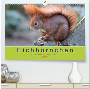 Buchcover Eichhörnchen - Kleine Kobolde im Roten Pelz (hochwertiger Premium Wandkalender 2025 DIN A2 quer), Kunstdruck in Hochglanz | Margret Brackhan | EAN 9783435579969 | ISBN 3-435-57996-X | ISBN 978-3-435-57996-9
