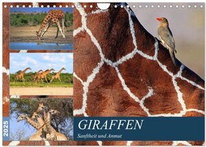 Buchcover Giraffen - Sanftheit und Anmut (Wandkalender 2025 DIN A4 quer), CALVENDO Monatskalender | Michael Herzog | EAN 9783435600083 | ISBN 3-435-60008-X | ISBN 978-3-435-60008-3