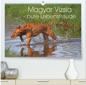 Buchcover Magyar Vizsla - pure Lebensfreude (hochwertiger Premium Wandkalender 2025 DIN A2 quer), Kunstdruck in Hochglanz | Barbara Mielewczyk | EAN 9783435626182 | ISBN 3-435-62618-6 | ISBN 978-3-435-62618-2