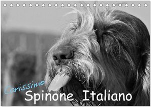 Buchcover Carissimo Spinone Italiano (Tischkalender 2025 DIN A5 quer), CALVENDO Monatskalender | Silvia Drafz | EAN 9783435628575 | ISBN 3-435-62857-X | ISBN 978-3-435-62857-5