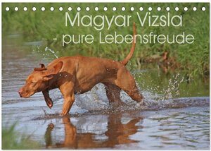 Buchcover Magyar Vizsla - pure Lebensfreude (Tischkalender 2025 DIN A5 quer), CALVENDO Monatskalender | Barbara Mielewczyk | EAN 9783435629398 | ISBN 3-435-62939-8 | ISBN 978-3-435-62939-8