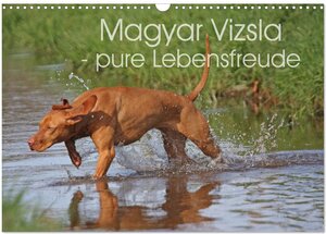 Buchcover Magyar Vizsla - pure Lebensfreude (Wandkalender 2025 DIN A3 quer), CALVENDO Monatskalender | Barbara Mielewczyk | EAN 9783435630356 | ISBN 3-435-63035-3 | ISBN 978-3-435-63035-6