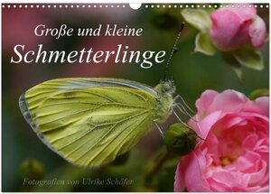 Buchcover Große und kleine Schmetterlinge (Wandkalender 2025 DIN A3 quer), CALVENDO Monatskalender | Ulrike Schäfer | EAN 9783435640874 | ISBN 3-435-64087-1 | ISBN 978-3-435-64087-4