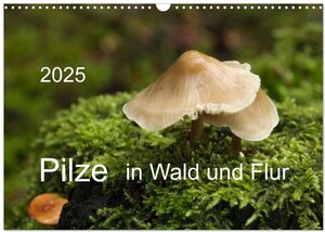 Buchcover Pilze in Wald und Flur (Wandkalender 2025 DIN A3 quer), CALVENDO Monatskalender | Heinz Pompsch | EAN 9783435642724 | ISBN 3-435-64272-6 | ISBN 978-3-435-64272-4