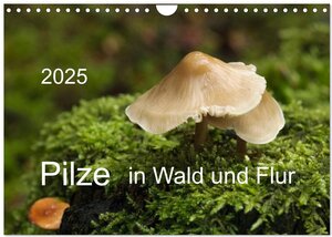 Buchcover Pilze in Wald und Flur (Wandkalender 2025 DIN A4 quer), CALVENDO Monatskalender | Heinz Pompsch | EAN 9783435643288 | ISBN 3-435-64328-5 | ISBN 978-3-435-64328-8