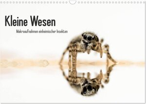 Buchcover Kleine Wesen – Makroaufnahmen von einheimischen Insekten (Wandkalender 2025 DIN A3 quer), CALVENDO Monatskalender | Andreas Voigt | EAN 9783435681945 | ISBN 3-435-68194-2 | ISBN 978-3-435-68194-5