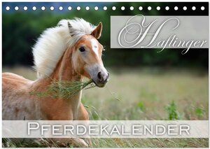 Buchcover Haflinger / Geburtstagskalender (Tischkalender 2025 DIN A5 quer), CALVENDO Monatskalender | Nicole Noack | EAN 9783435723737 | ISBN 3-435-72373-4 | ISBN 978-3-435-72373-7